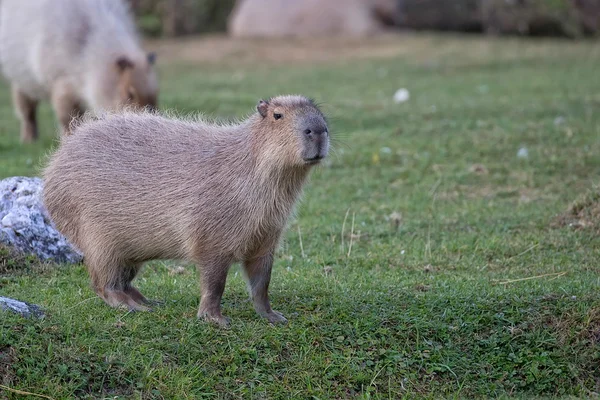 Capybara σε ένα ξέφωτο — Φωτογραφία Αρχείου