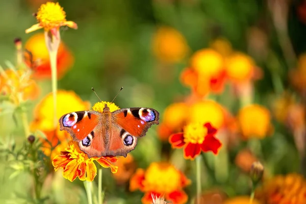 Бабочка на цветке в дикой природе — стоковое фото