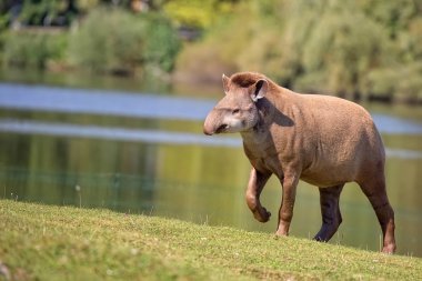 Tapir bir açıklıkta