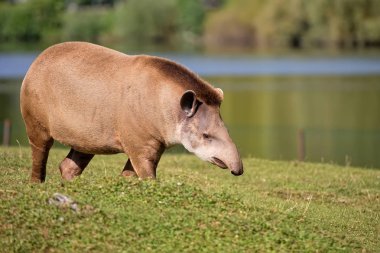 Tapir bir açıklıkta