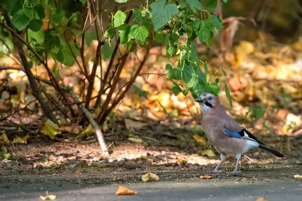 Jay en la naturaleza —  Fotos de Stock