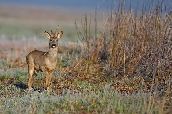 Buck deer in a frosty morning — Stock Photo, Image