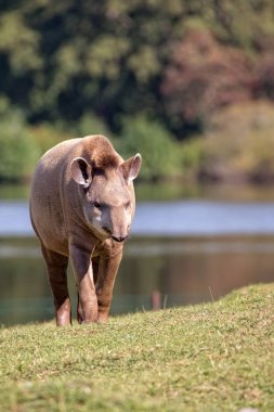 Tapir bir açıklıkta 