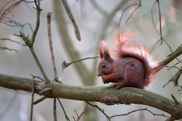 Red squirrel in the forest — Stock Photo, Image