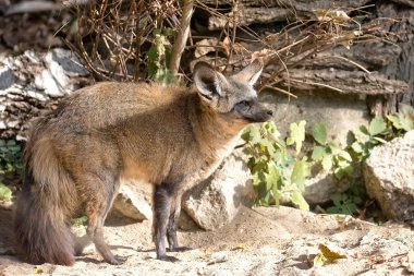 Ormandaki Vulpes cana 
