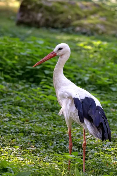 Cigüeña blanca en la naturaleza — Foto de Stock