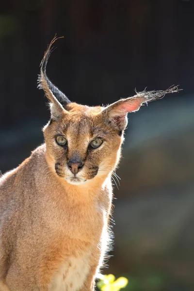 Caracal i naturen, ett porträtt — Stockfoto