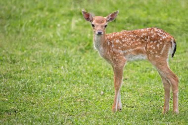 Young fallow deer in the wild  clipart