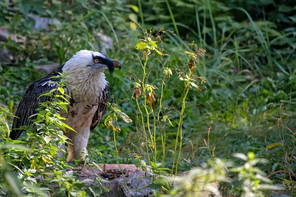 Vautour barbu - Gypaetus barbatus dans la nature — Photo