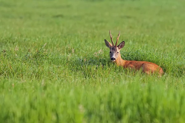 Buck veado escondido na grama — Fotografia de Stock