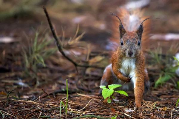 森林里的红松鼠 — 图库照片