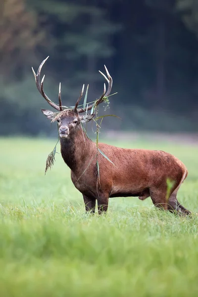 Red deer in een open plek — Stockfoto