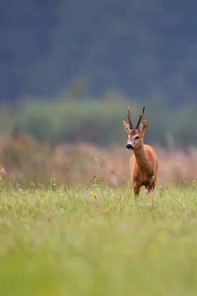 Vahşi doğada geyik — Stok fotoğraf