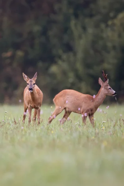 Capriolo con cervo buck — Foto Stock