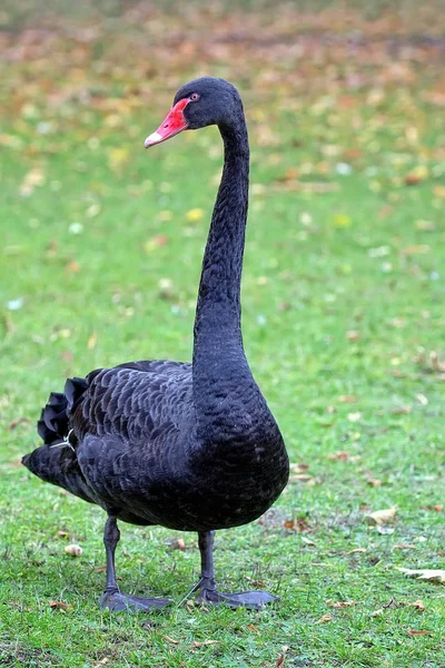 Sort svane i naturen - Stock-foto