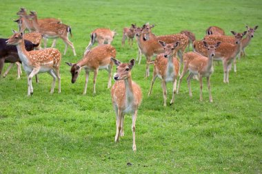 Bir açıklıkta nadas geyikler 
