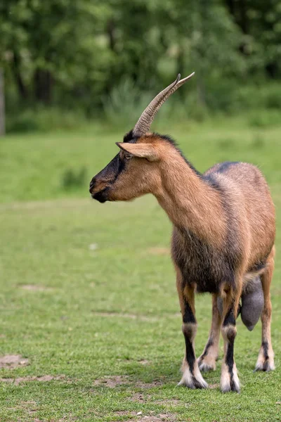 Goat in a clearing — Stock Photo, Image