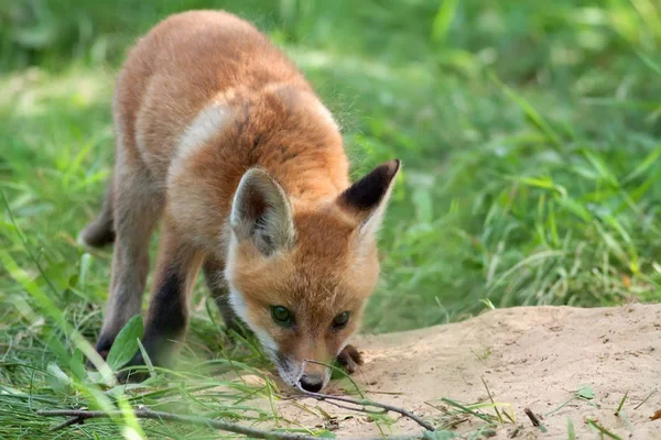 Fox in the wild — Stock Photo, Image