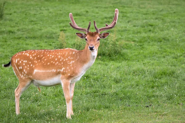 Fallow deer in the wild — Stock Photo, Image