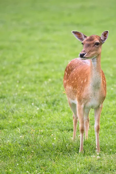 Damwild auf einer Lichtung — Stockfoto