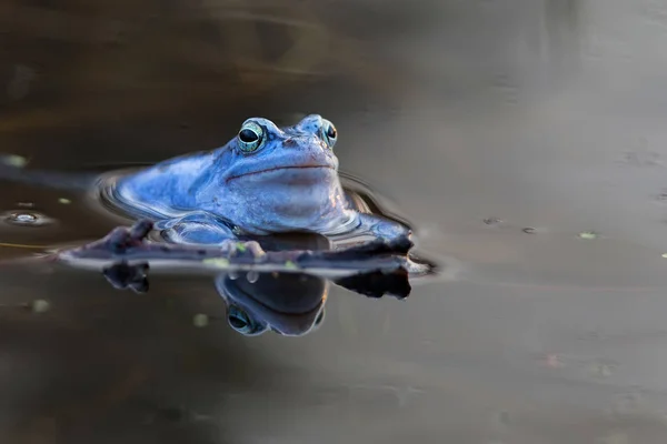 Moor frog in the wild — Stock Photo, Image