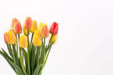 Beyaz arkaplanda laleler 