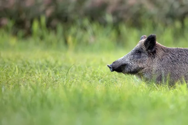 Wild boar in the grass, a portrait — Stock Photo, Image