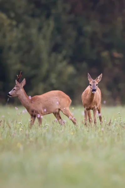 Karaca bir açıklıkta buck deer ile — Stok fotoğraf