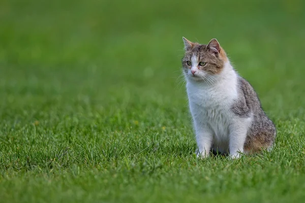 비운에 고양이 — 스톡 사진