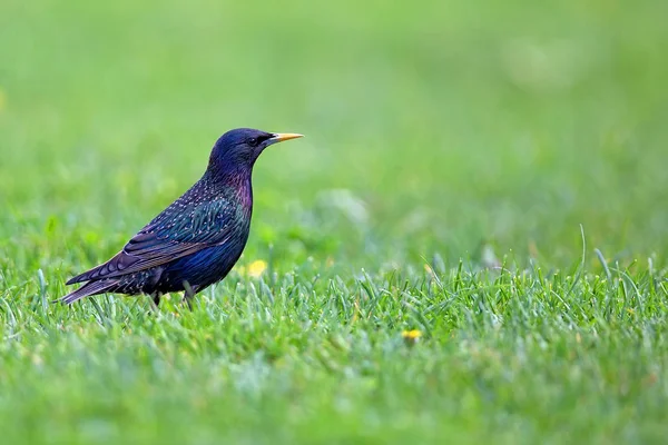 Starling bir açıklıkta — Stok fotoğraf