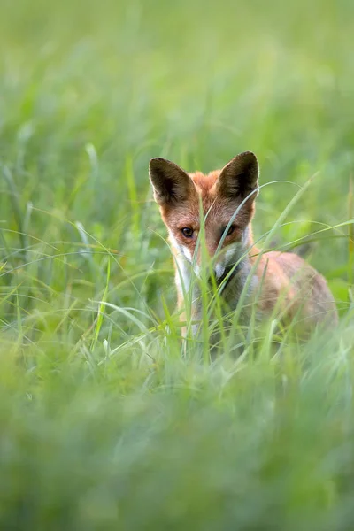 Fox vahşi doğada, bir portre — Stok fotoğraf