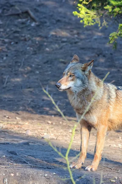 Wolf im Wald, ein Porträt — Stockfoto