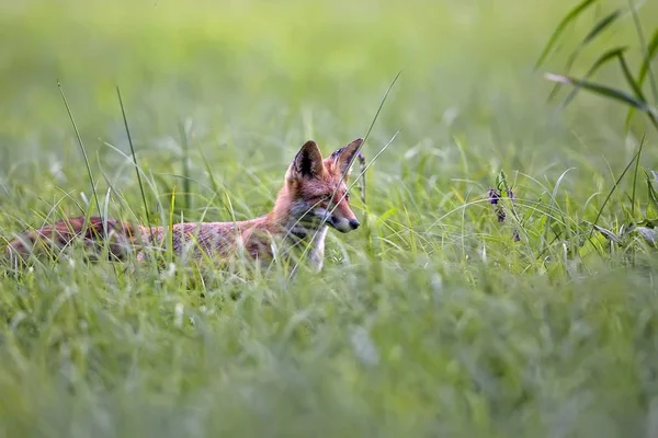 Fox in the grass — Stock Photo, Image