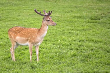 Alageyik bir açıklıkta 