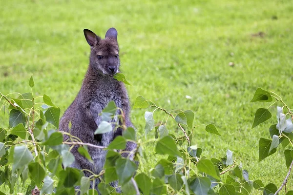 Canguru de pescoço vermelho wallaby na natureza — Fotografia de Stock