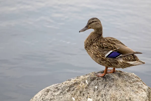 Ente in freier Wildbahn — Stockfoto