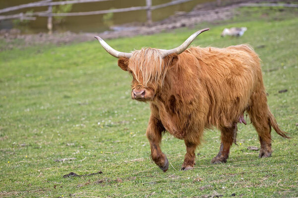 Scottish cow in a clearing 