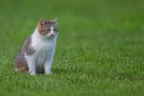 Kedi bir açıklıkta — Stok fotoğraf