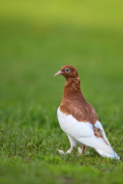 Pigeon in the wild — Stock Photo, Image