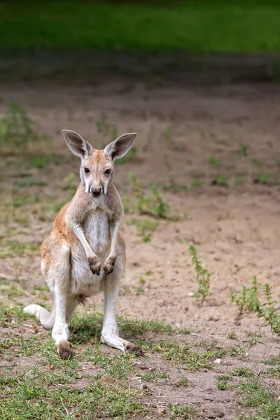 Canguro en la naturaleza — Foto de Stock