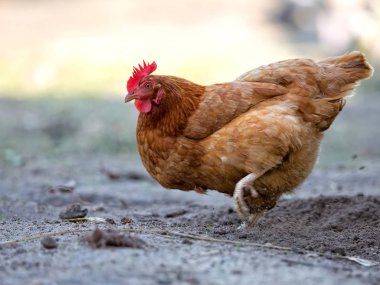Hen in the meadow 