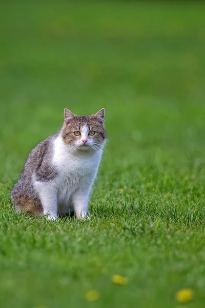 Katt i en glänta — Stockfoto