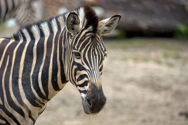 Zebra, a portrait — Stock Photo, Image