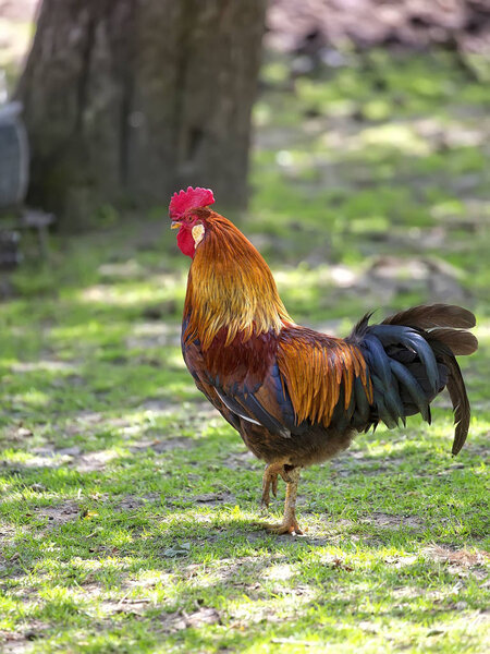 Rooster in a clearing 