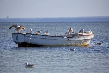 Ringa martı teknede
