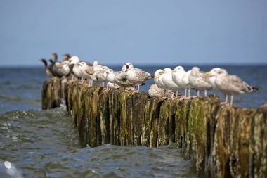 Ringa martı denizde 