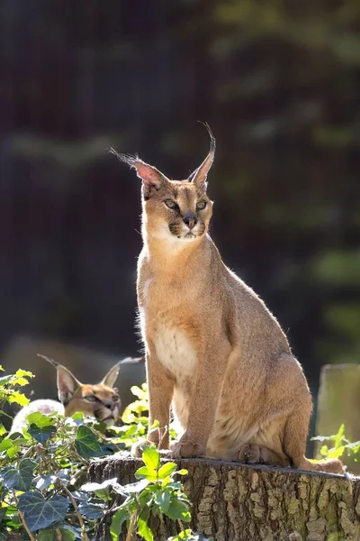 Caracal na natureza — Fotografia de Stock