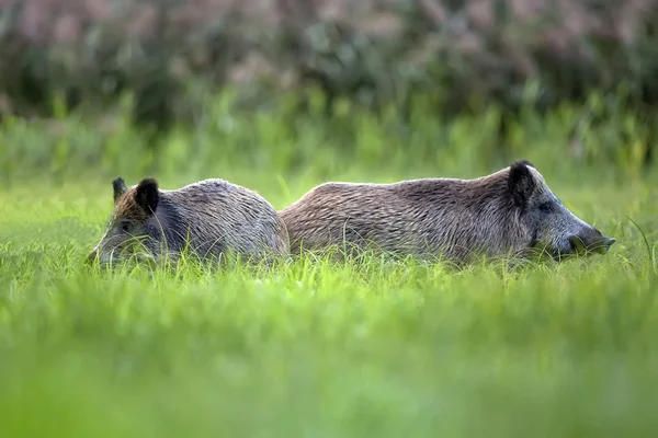 Jabalíes salvajes en la hierba , —  Fotos de Stock