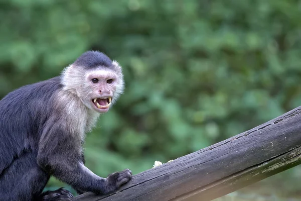 Capuchino de garganta blanca en la naturaleza —  Fotos de Stock