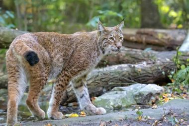 Lynx in the forest  clipart